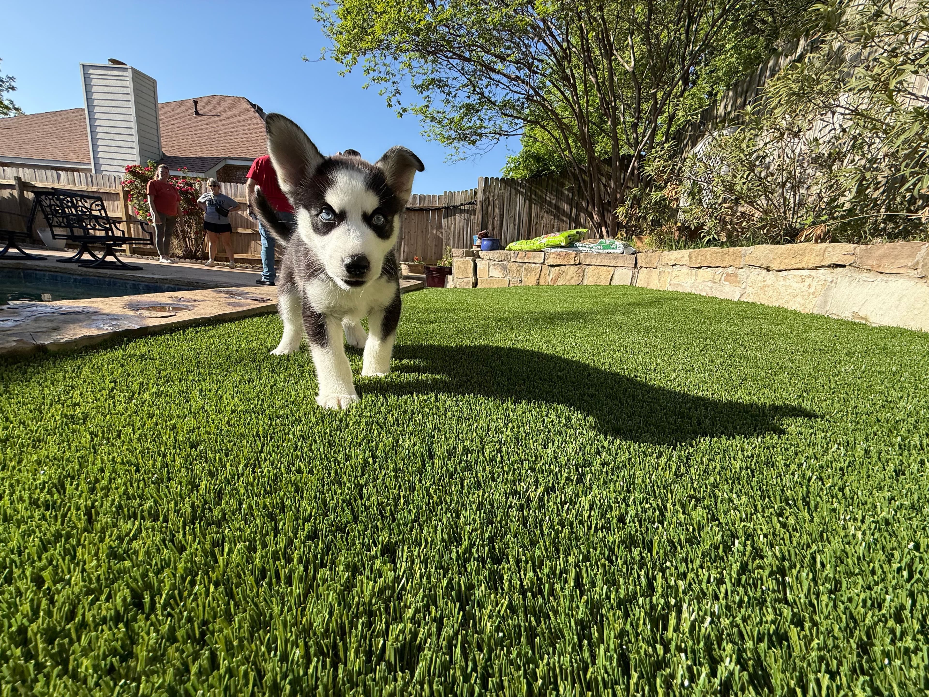Pet-friendly artificial turf with puppy playing in backyard